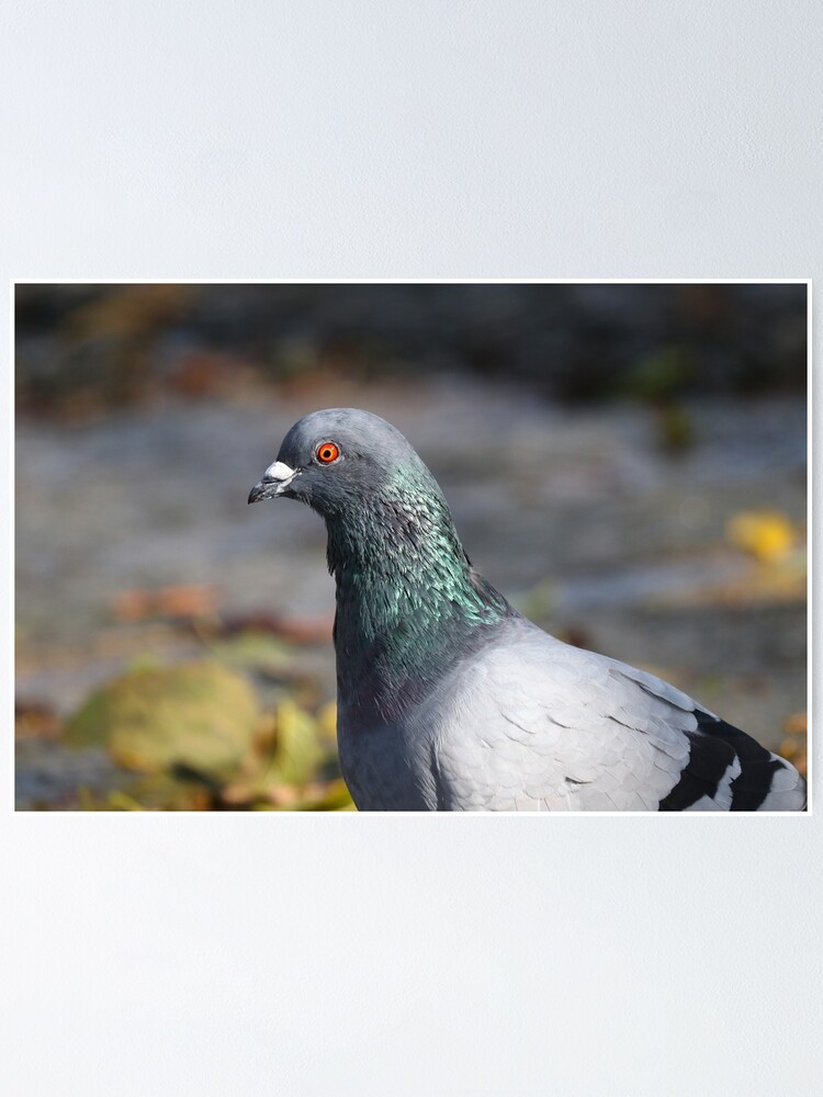 &ldquo;Pigeon iridescence&rdquo; Poster by GreyFeatherPhot | Redbubble