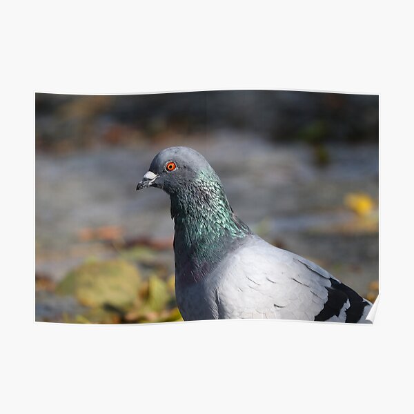 &ldquo;Pigeon iridescence&rdquo; Poster by GreyFeatherPhot | Redbubble
