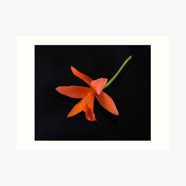 Keep Still Life Orchid Art Print