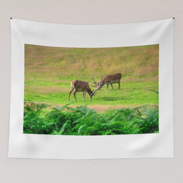 Item preview, Red Deer at Lochranza Golf Course, Isle of Arran designed and sold by AlbaPhotography.