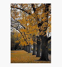 Autumn's Golden Gown Photographic Print