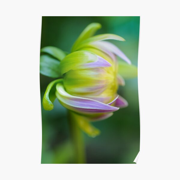Dahlia Awaking Poster