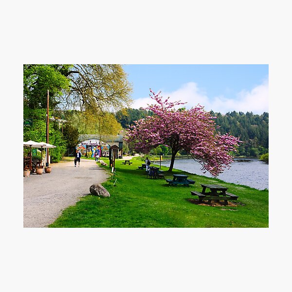 Item preview, Cherry tree in blossom, River Barrow, St Mullins, County Carlow, Ireland designed and sold by AndrewJonesFoto.
