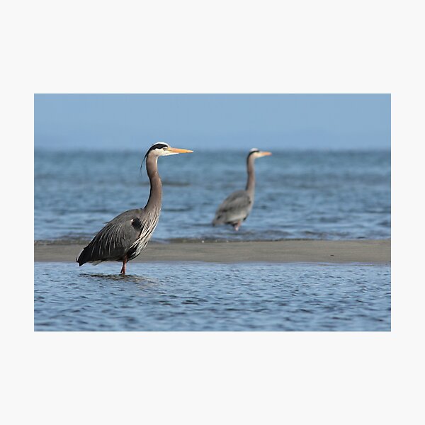 Two Herons Photographic Print