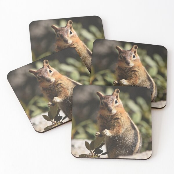 Item preview, Golden-Mantled Ground Squirrel Holding Bush Chinquapin designed and sold by Tahoe Trail Guide.
