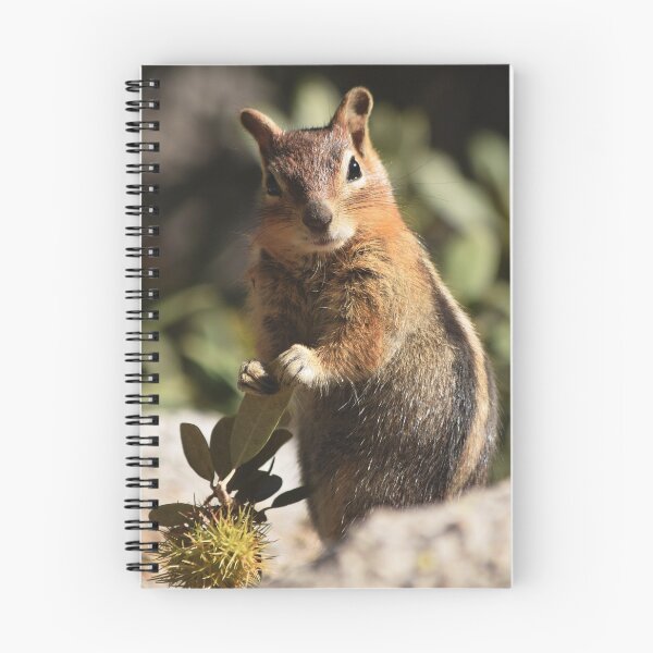 Item preview, Golden-Mantled Ground Squirrel Holding Bush Chinquapin designed and sold by Tahoe Trail Guide.