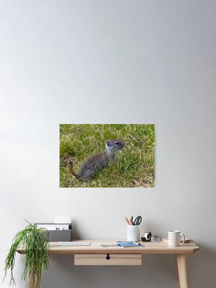 Thumbnail 2 of 3, Poster, Ground Squirrel designed and sold by Randall Ingalls.