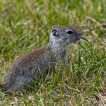 Artwork thumbnail, Ground Squirrel by Randall Ingalls