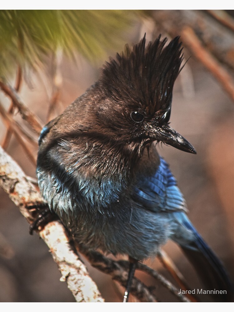 Steller's Jay by JaredManninen