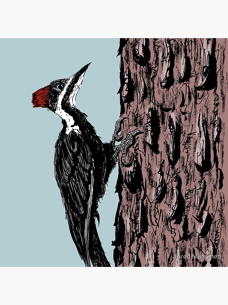Pileated Woodpecker on a Jeffrey Pine Tree by JaredManninen
