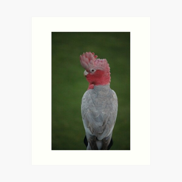 Item preview, Galah designed and sold by thousandofpics.
