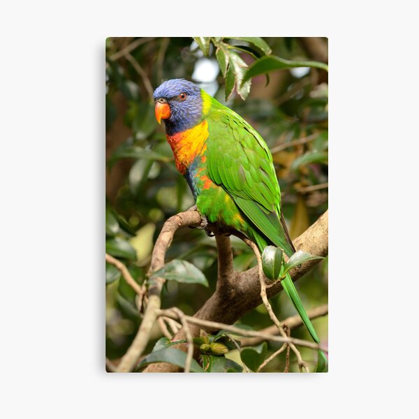 Rainbow Lorikeet - Trichoglossus haematodus Canvas Print