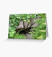 Hiding in the Cove Greeting Card