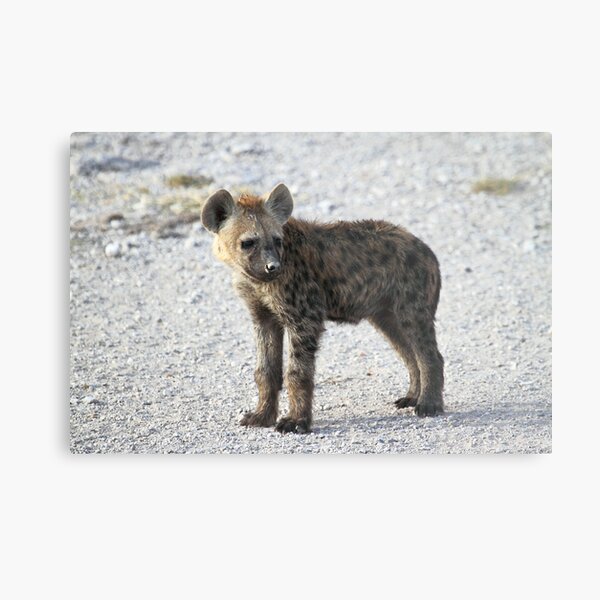 Spotted Hyena pup, Kenya. Metal Print