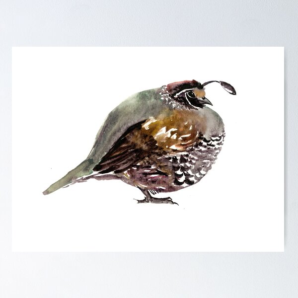 California Quail Poster