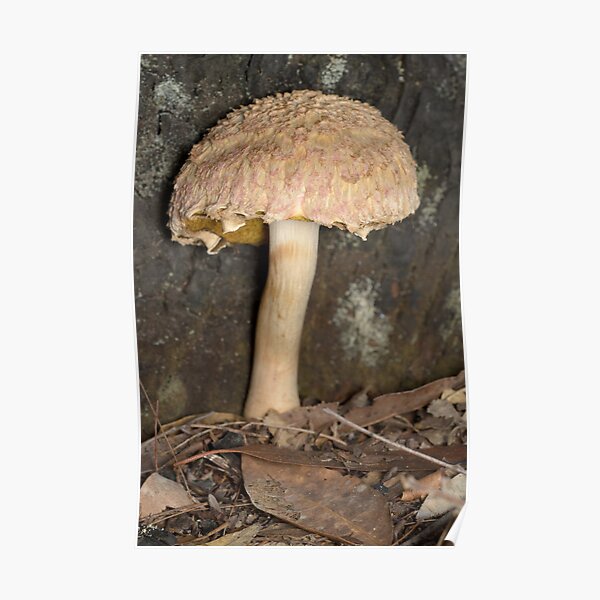 Mushroom - Boletellus ananas Poster