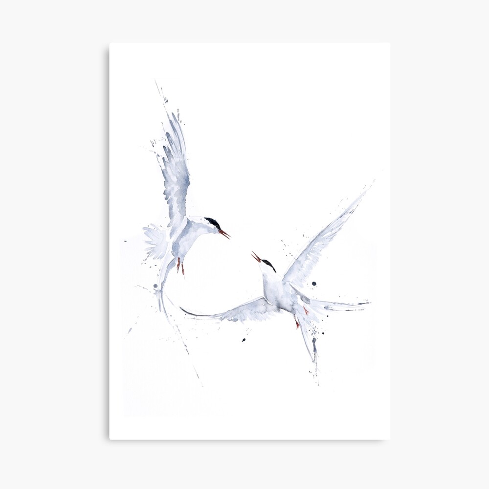 Impression Photo Peinture D Oiseau Sterne Arctique Peinture Aquarelle Par Syman Kaye Art Moderne D Oiseau De Sterne Arctique Par Syman Redbubble