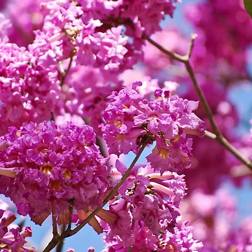 Artwork thumbnail, Blooming Summer by Ravi Ghattamaneni
