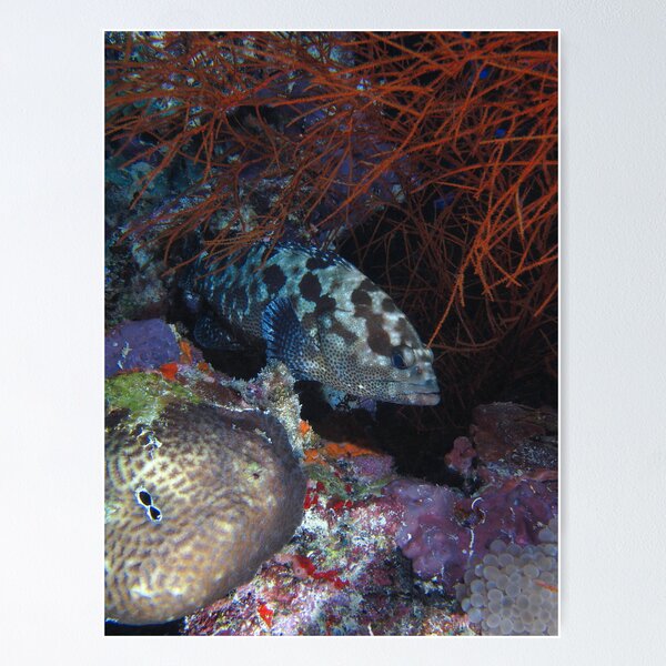 Fish hiding in coral on the Shinkoku Maru Poster