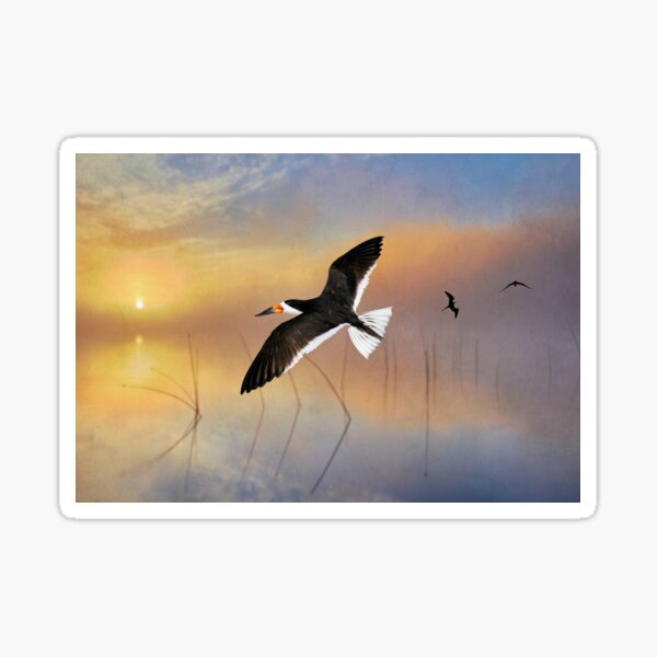 Black Skimmer at Sunset Sticker