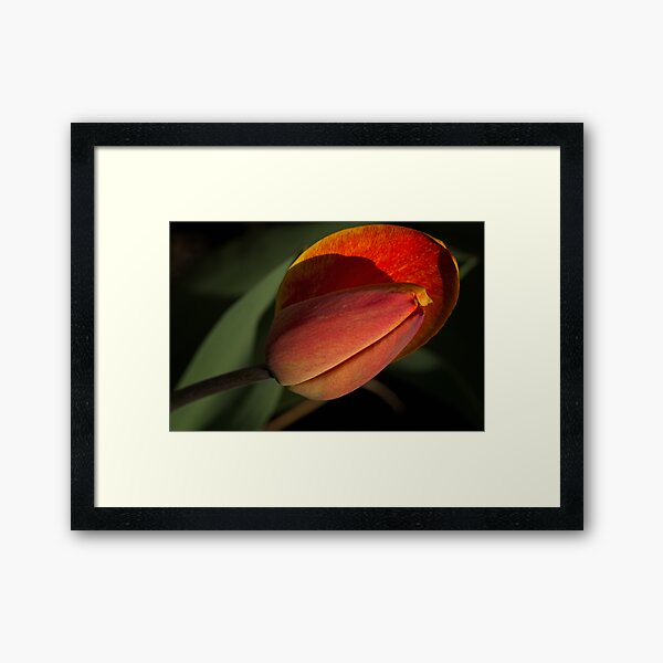 Tulpe Wall Art Redbubble