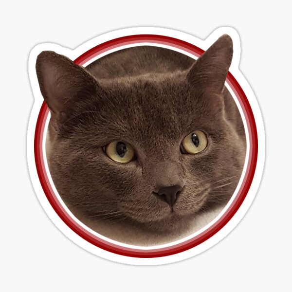 Artikel-Vorschau von Foto süße Katze, designt und verkauft von honksunited.
