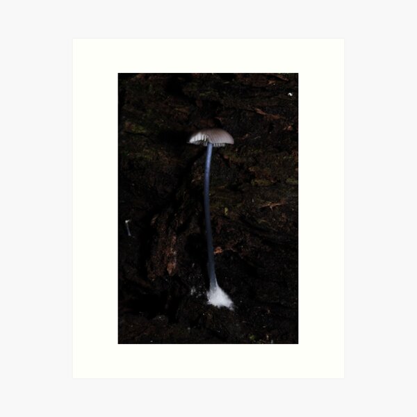 Item preview, Later pic of odd blue stem fungi designed and sold by Colin12.