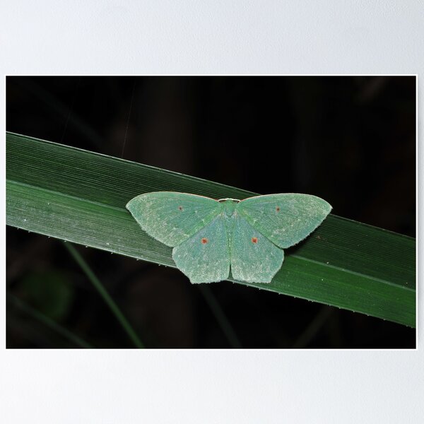Item preview, Cool green moth designed and sold by Colin12.