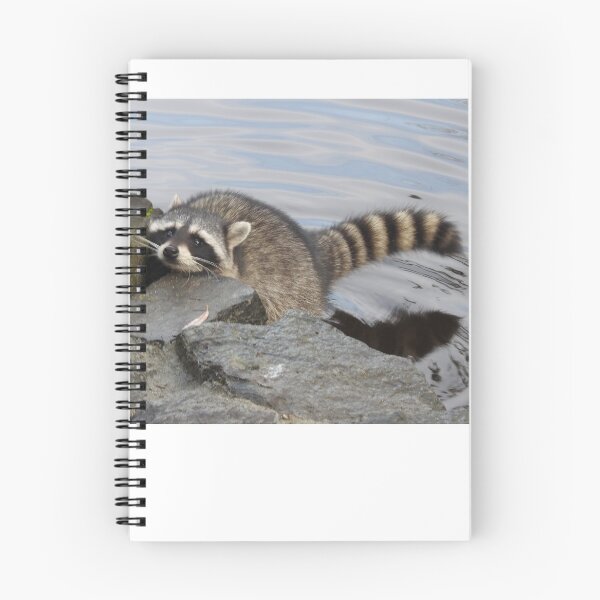 Item preview, hi have any food for a hungry raccoon? designed and sold by RichImage.