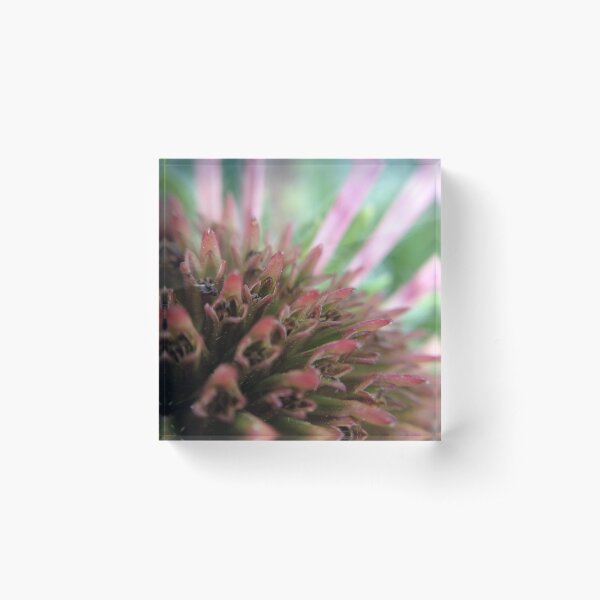 Coneflower Acrylic Block