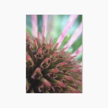 Coneflower Art Board Print