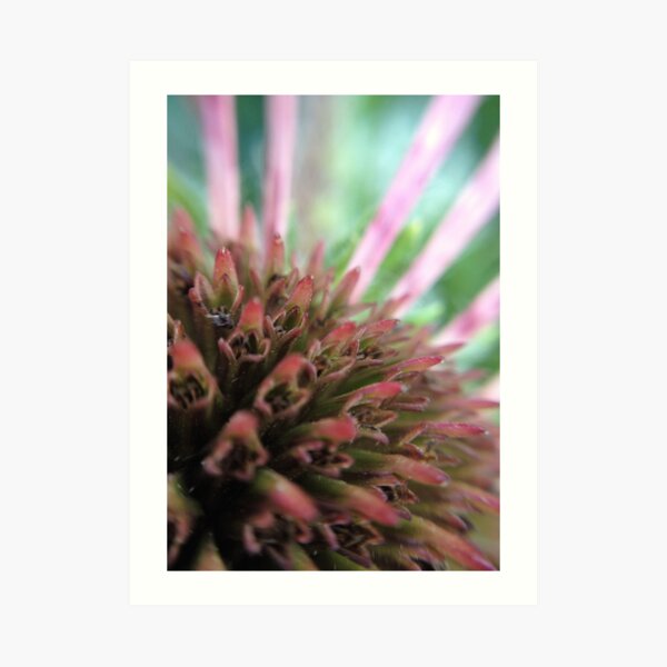 Coneflower Art Print