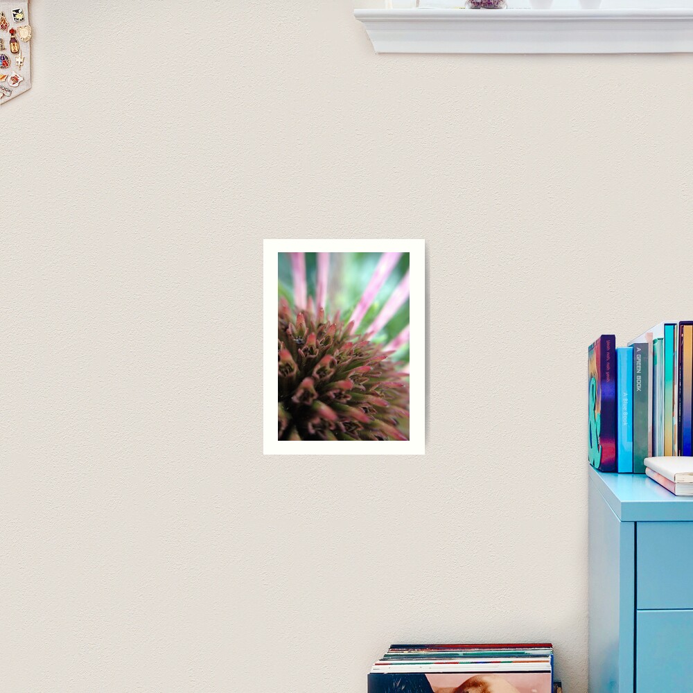Coneflower Art Print