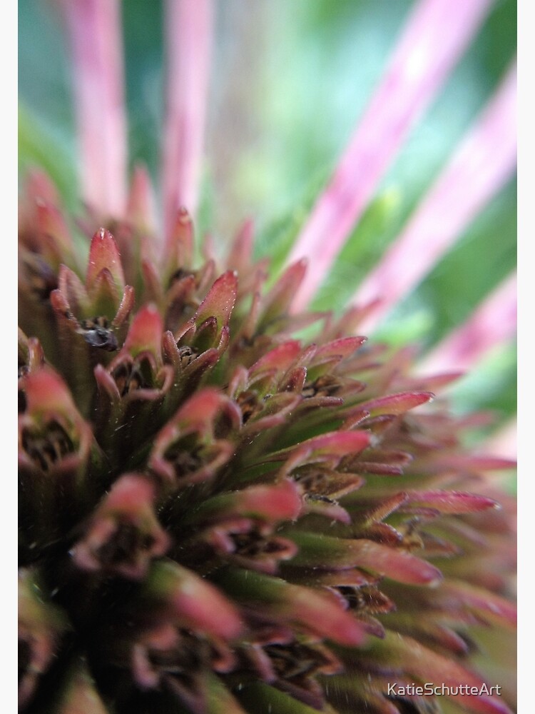 Coneflower by KatieSchutteArt