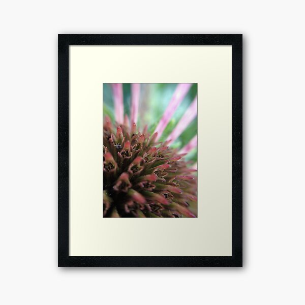 Coneflower Framed Art Print