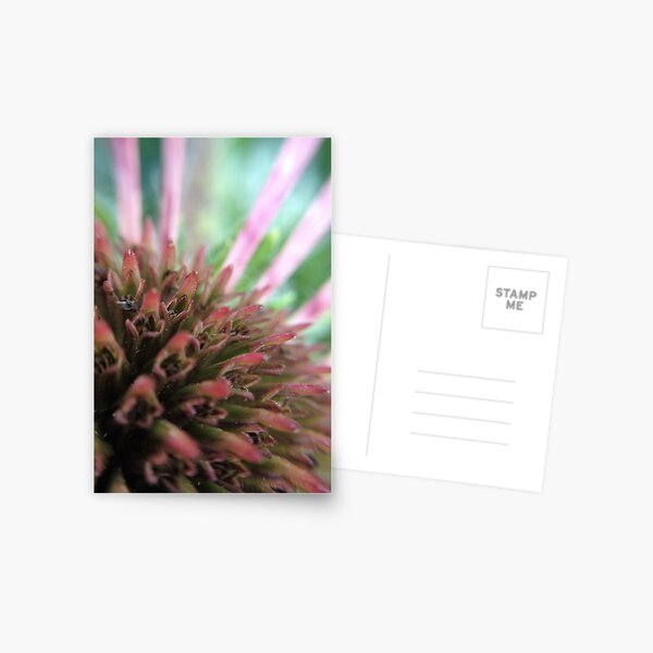 Coneflower Postcard