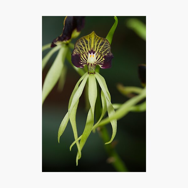 Dancing Orchids Photographic Print