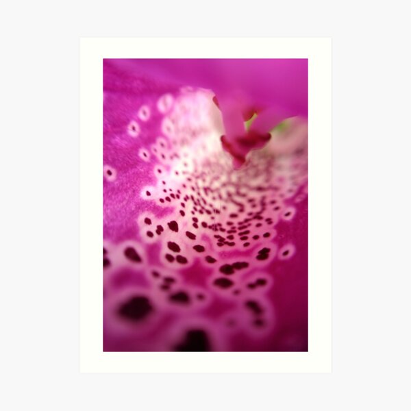 Foxglove Art Print