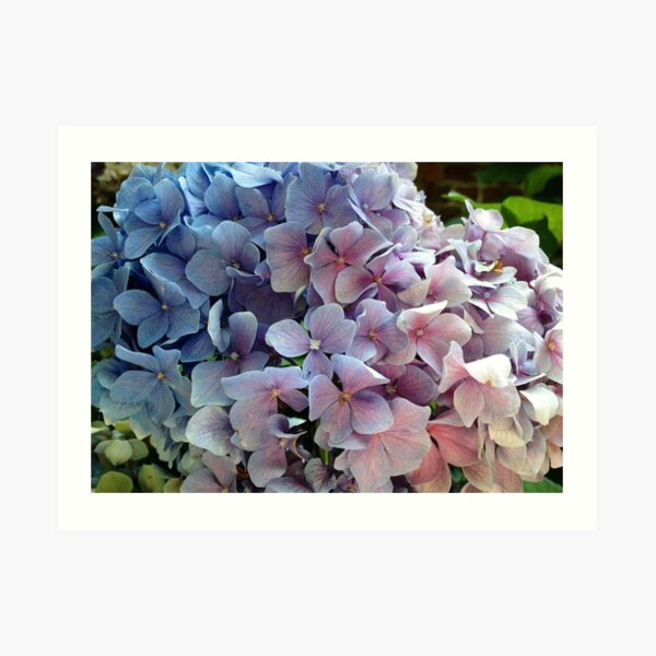 Hydrangea Art Print