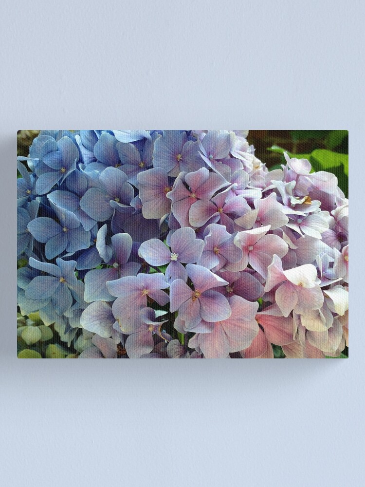 Alternate view of Hydrangea Canvas Print