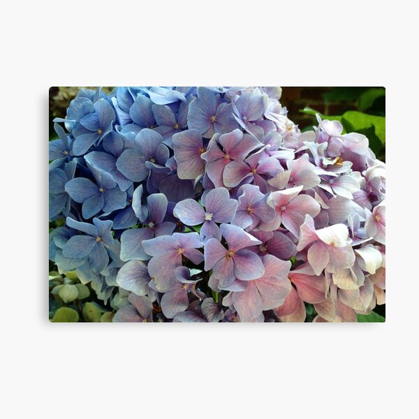 Hydrangea Canvas Print