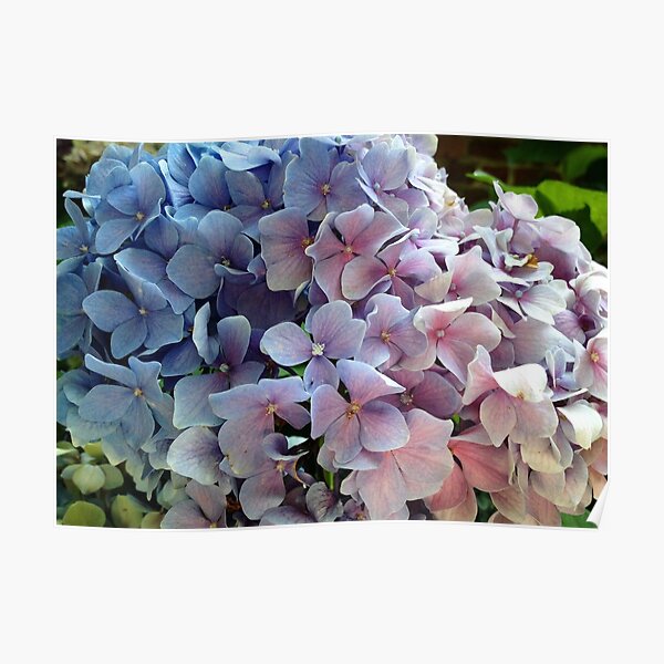 Hydrangea Poster