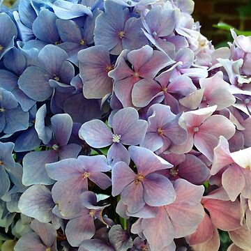 Artwork thumbnail, Hydrangea by KatieSchutteArt