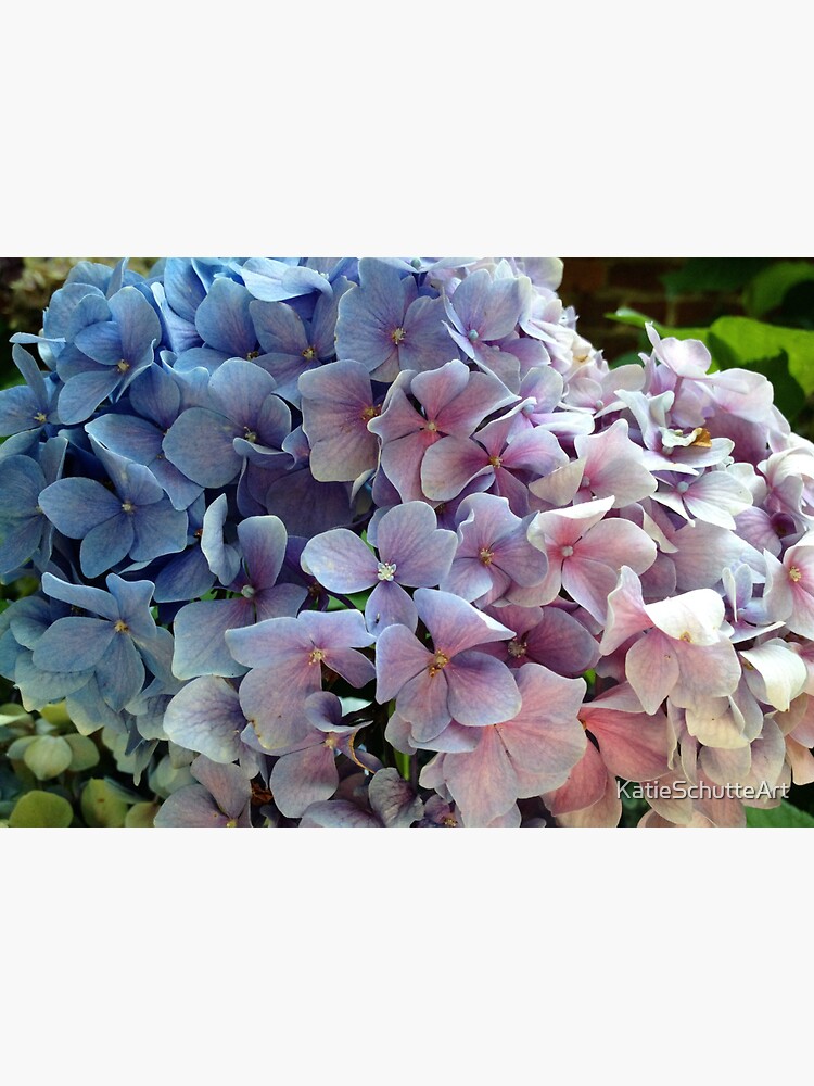 Thumbnail 3 of 3, Sticker, Hydrangea designed and sold by KatieSchutteArt.