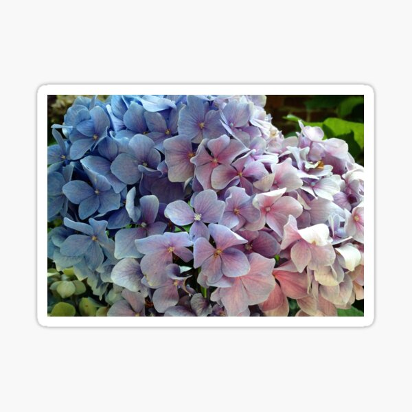 Hydrangea Sticker