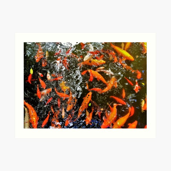 Koi Art Print