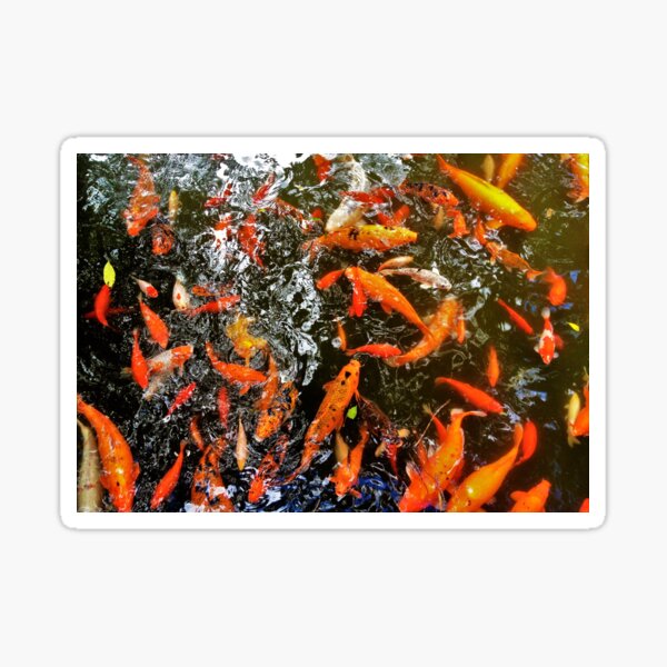 Koi Sticker