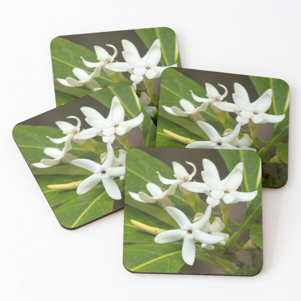Item preview, Brown Gardenia (Atractocarpus fitzalanii) flowers in bloom designed and sold by Connie Pinson.
