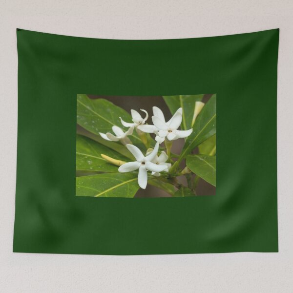 Item preview, Brown Gardenia (Atractocarpus fitzalanii) flowers in bloom designed and sold by Connie Pinson.
