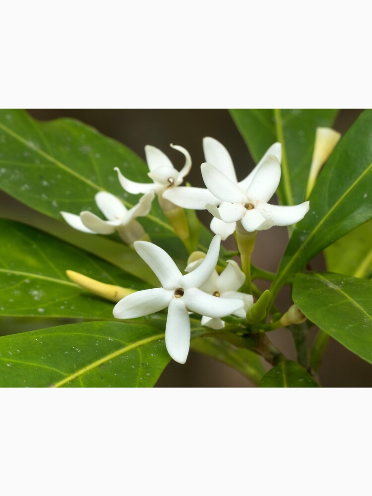 "Brown Gardenia (Atractocarpus fitzalanii) flowers in bloom" Tshirt by